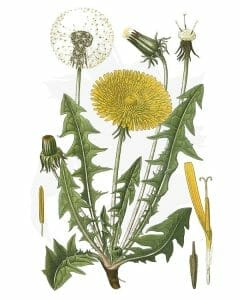 Dandelion-A-Foraging-Guide-to-Its-Food-Medicine-and-Other-Uses